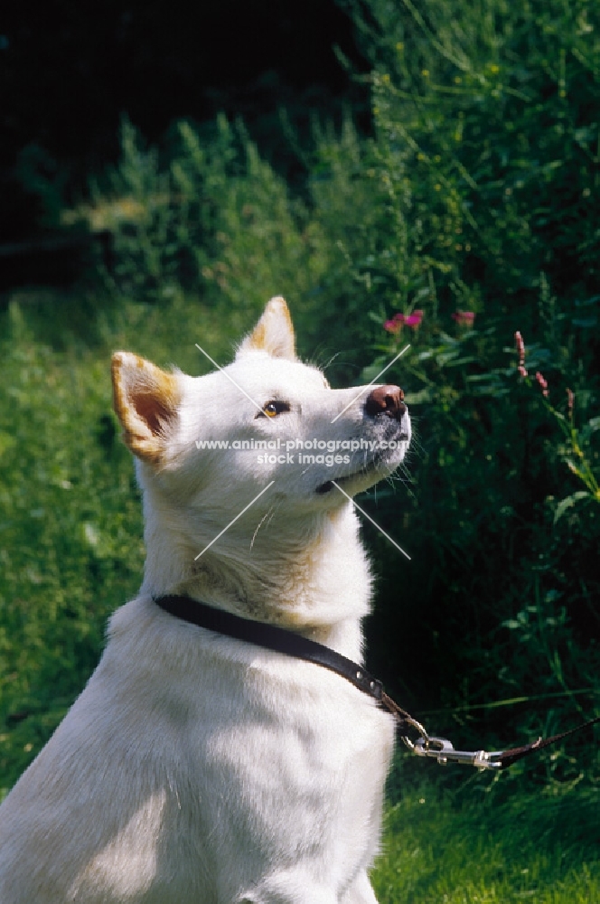 Anjing Kintamani aka Bali Mountain Dog, official Indonesian breed. Extremely rare