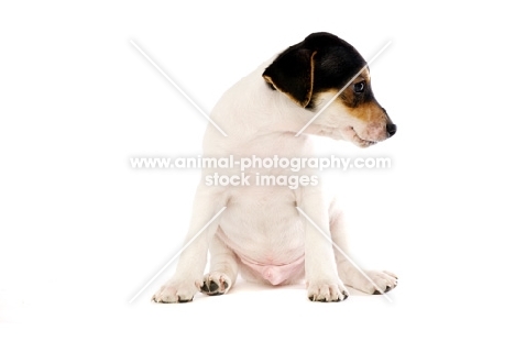 Jack Russell puppy sitting, isolated on a white background