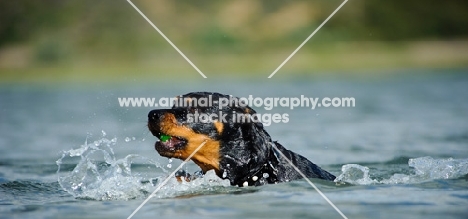 Rottweiler swimming