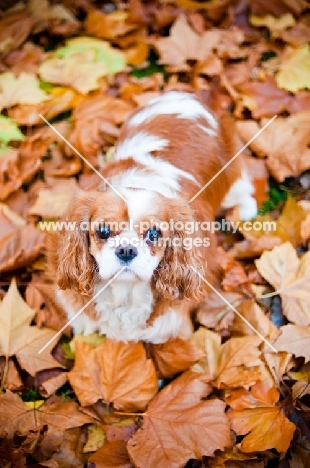 Cavalier King Charles Spaniel in autumn