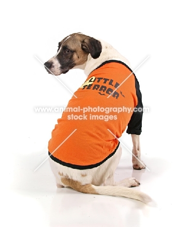 Cross bred dog in jumper