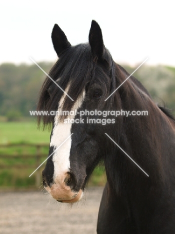 black and white Shire horse