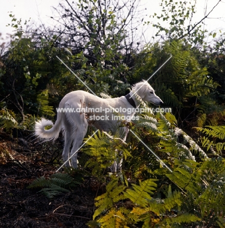 saluki behind fern leaves