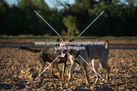 Two happy dogs have fun in a field