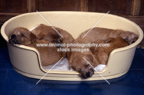  five norfolk terrier puppies lying in a bed