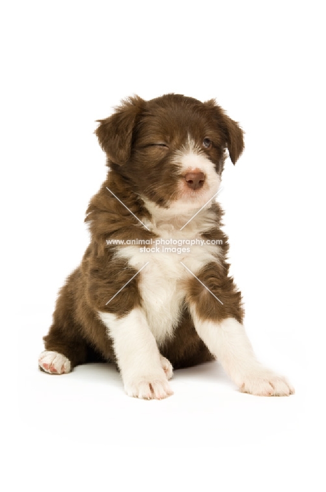 bearded collie puppy winking