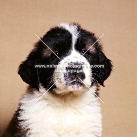 st bernard puppy