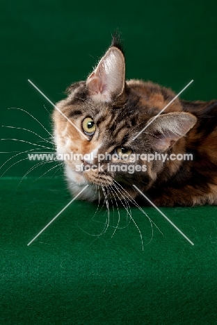 Maine Coon cat on green background looking at camera