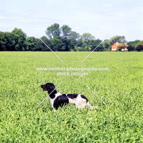 large munsterlander in a field of crops awaiting instructions