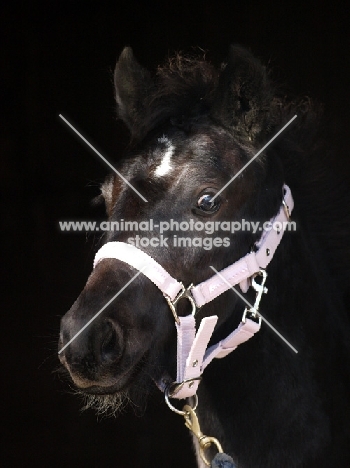 young black Welsh Cob (section d)