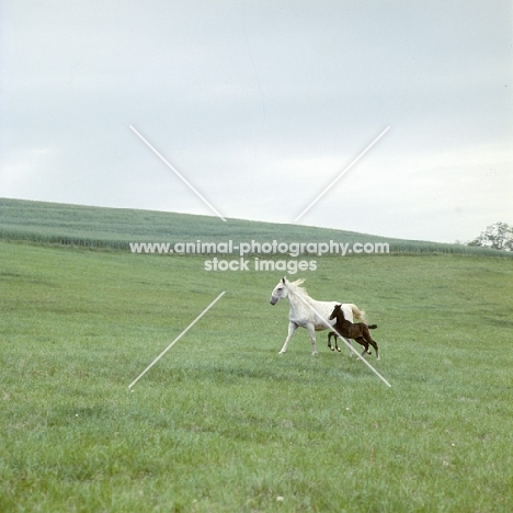 Lipizzaner mare and leaping foal at szilvasvarad