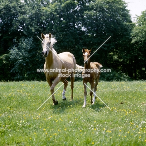 palomino mare and foal trotting towards camera