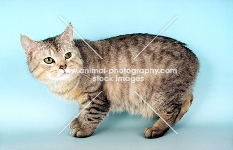 silver spotted Manx cat