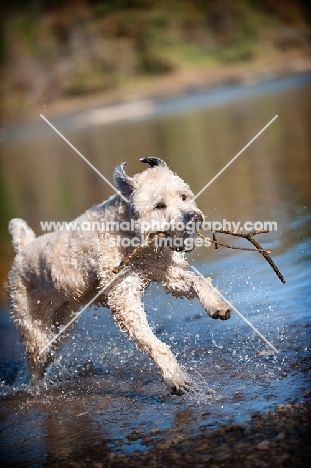 Soft Coated Wheaten Terrier fetching stick from water
