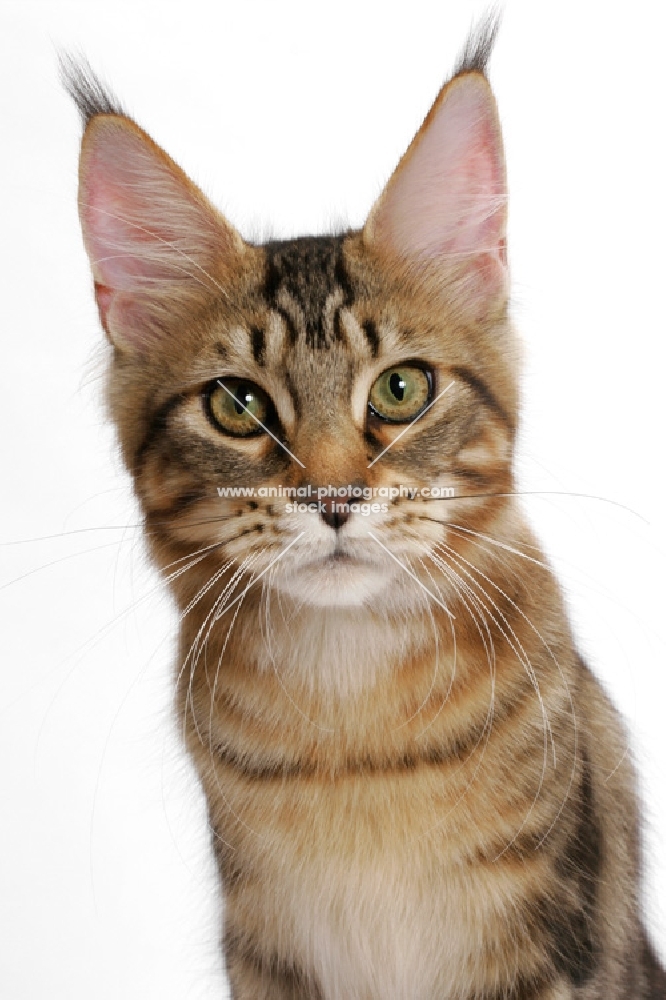 Maine Coon portrait, brown classic tabby 