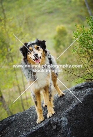 Australian Shepherd standing on rock
