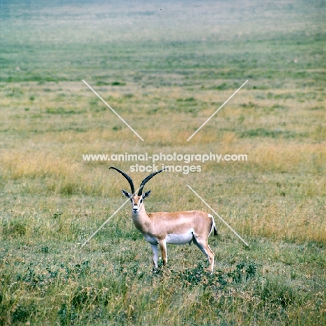 grant's gazelle looking towards camera, serengeti np
