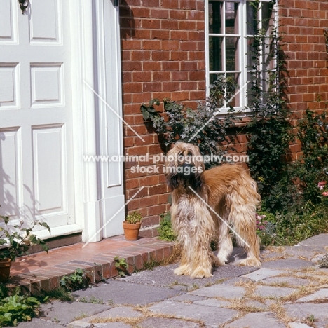 afghan hound waiting in front of a door