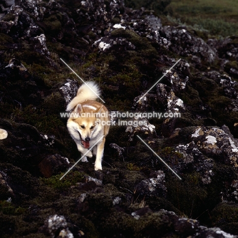 iceland dog walking on lava at gardabaer, iceland