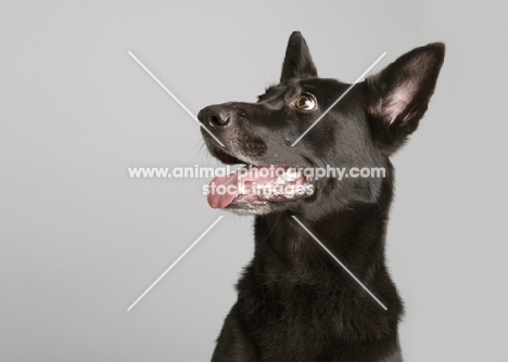 Black Malinois mix in studio on gray background.