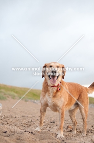 mongrel dog on beach