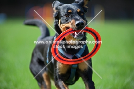 black and tan dobermann cross retrieving ring frisbee in a field