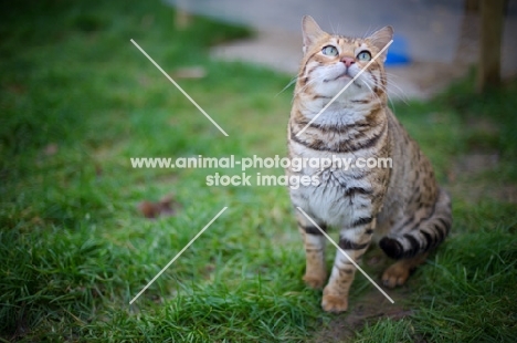 male Bengal cat sitting on a grass field