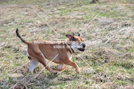 Continental Bulldog running