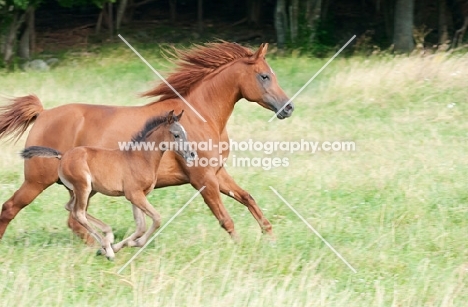 group of arabian horses in green field