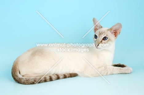 caramel point siamese cat