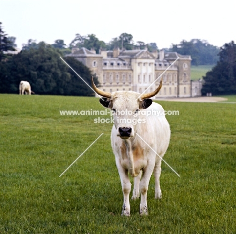 chartley cow at woburn