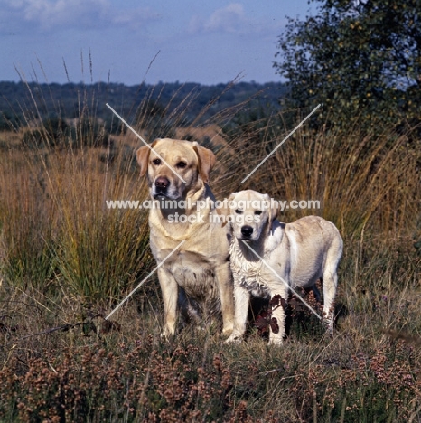 ch rookwood silver moonlight (moo) labrador retriever and puppy