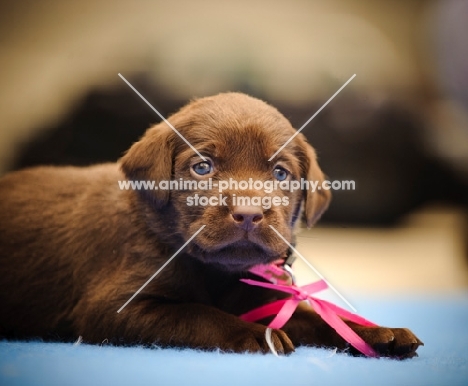 Labrador Retriever puppy