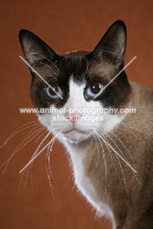 Snowshoe portrait