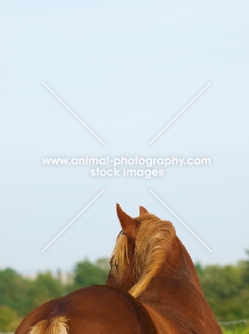 Suffolk Punch back view