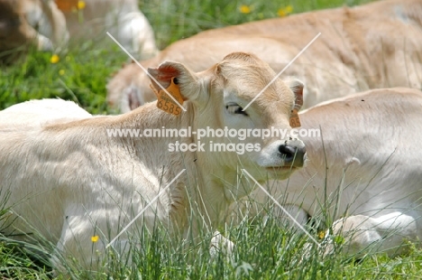 calf in grass