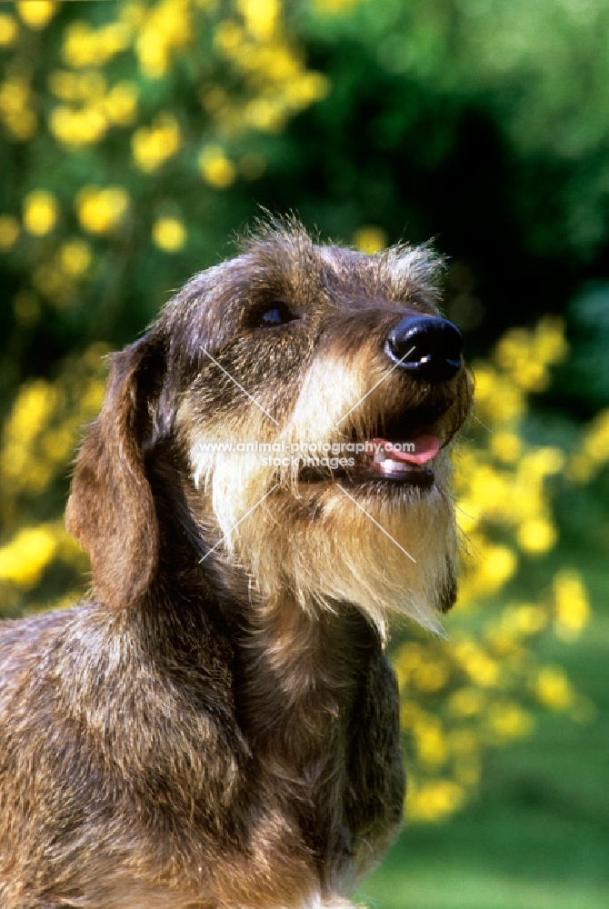 champion miniature wirehaired dachshund, portrait