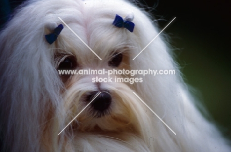 ch snowgoose valient lad close up of maltese with ribbons