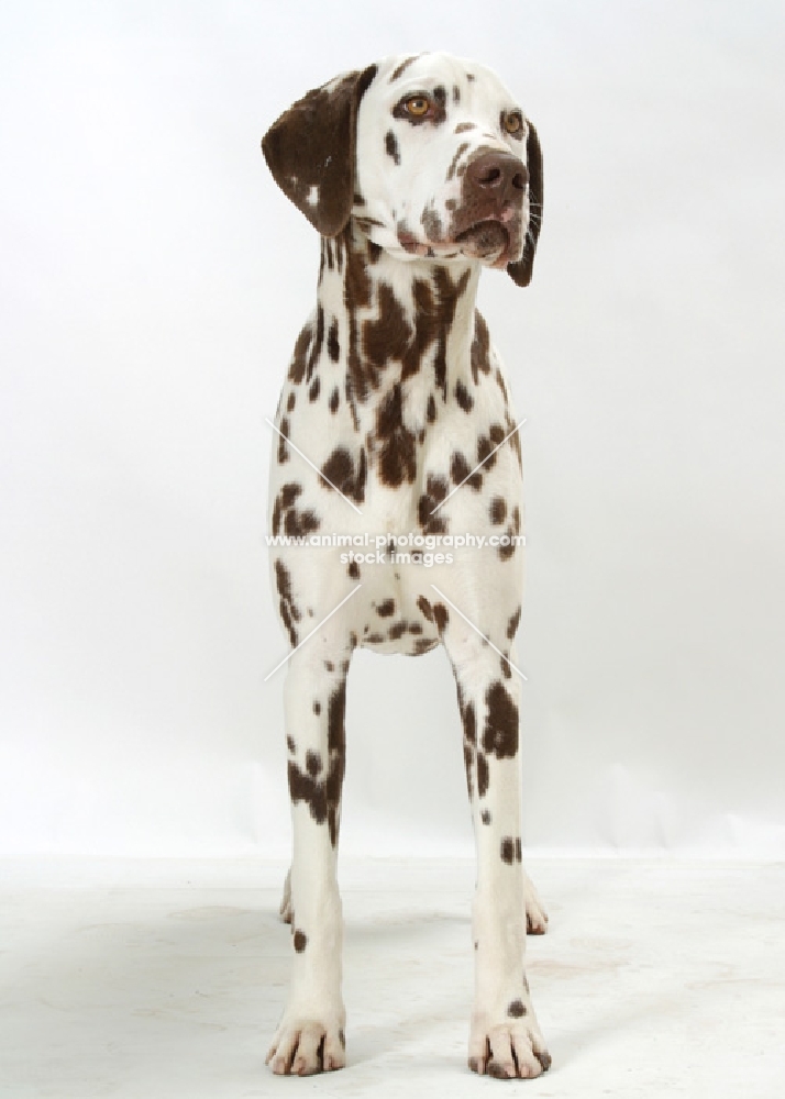 liver Dalmatian standing on white background