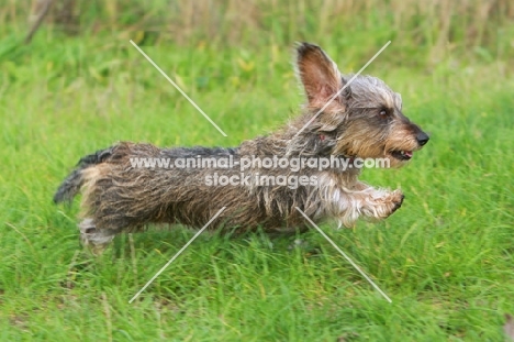 Miniature Wirehaired Dachshund running