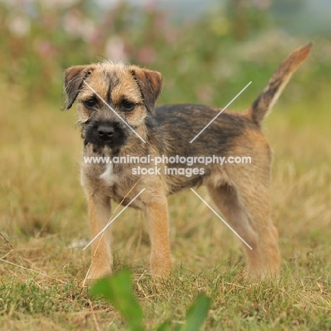 Border Terrier