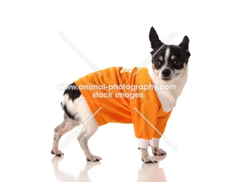 Chihuahua in bright orange t-shirt