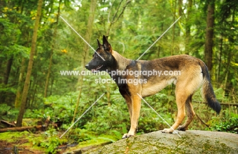 Malinois in forest