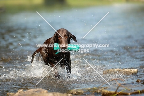 flat coated retriever with dummy in water