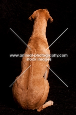 Rhodesian Ridgeback, back view on black background