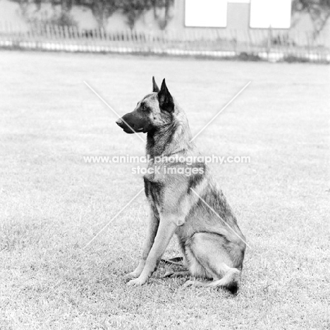 malinois sitting