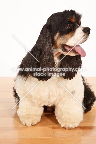 tri-colour American Cocker Spaniel