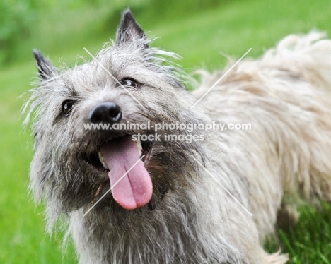 Close-up of a happy wheaten Cairn terrier in grassy yard.