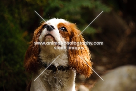 Cavalier King Charles Spaniel looking up. 