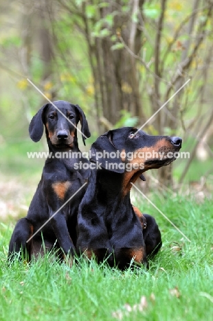 black and tan dobermann with puppy